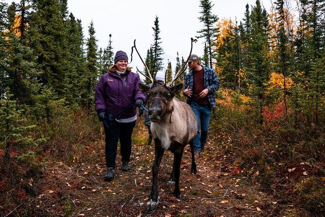 Walking with Reindeer Experience - Authentic Encounters and Honest Feedback