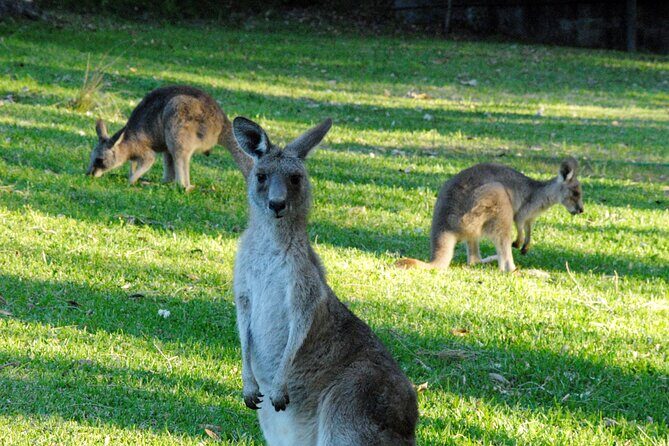 Walking with Wild Kangaroos Private Half-Day Trip from Sydney - Discovering Australia’s Iconic Wildlife: Walking with Wild Kangaroos Private Half-Day Trip from Sydney