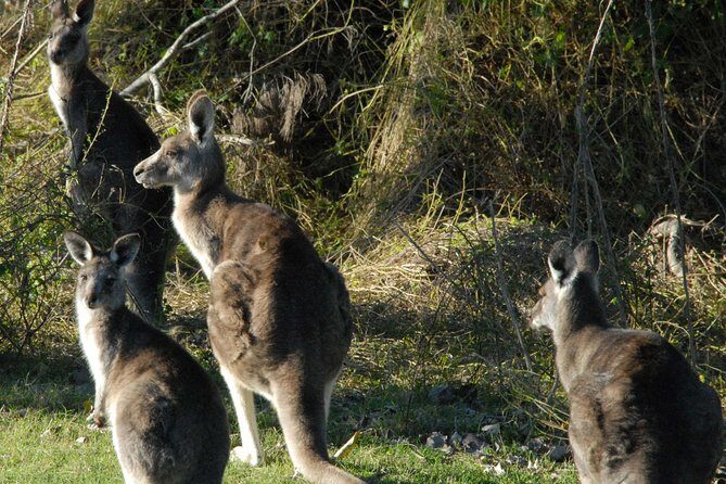 Walking with Wild Kangaroos Private Half-Day Trip from Sydney - Key Points