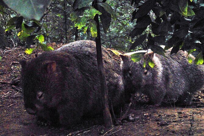 Walking with Wild Wombats Private Day Trip from Sydney - An In-Depth Look at the Experience