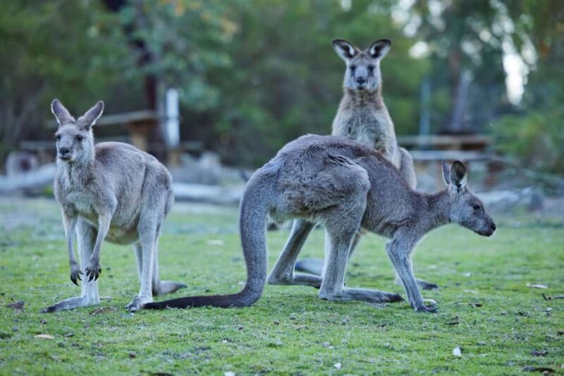 Wallabies and Wine Hunter Valley Adventure Private Tour - Key Points