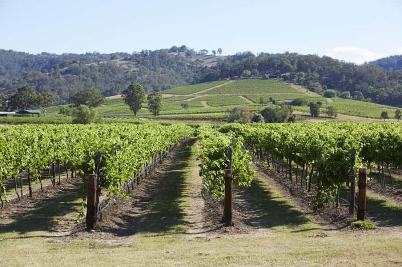 Wallabies and Wine Hunter Valley Adventure Private Tour - Authentic Experiences That Stand Out