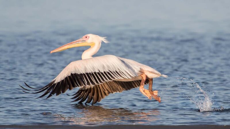 Walvis Bay and Sandwich Harbour Tour - What to Consider