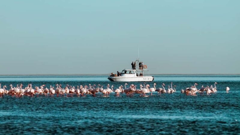 Walvis Bay: Namibian Coast Dolphin Cruise with Light Lunch - Key Points