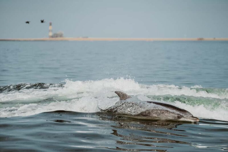 Walvis Bay: Namibian Coast Dolphin Cruise with Light Lunch - The Experience: What Travelers Are Saying