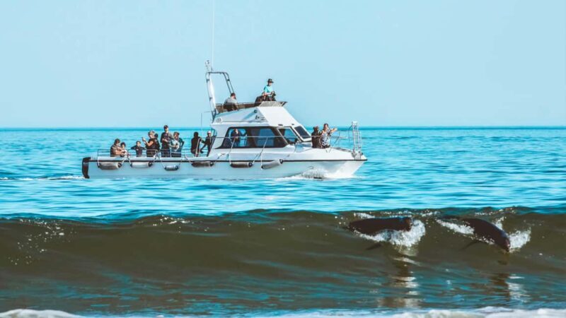 Walvis Bay: Namibian Coast Dolphin Cruise with Light Lunch - Practical Tips for Travelers