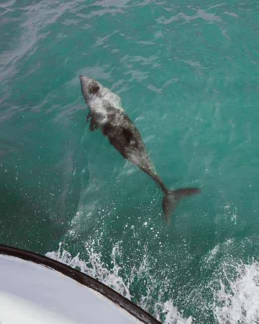 Walvis Bay: Namibian Coast Dolphin Cruise with Light Lunch - Who Should Consider This Tour?