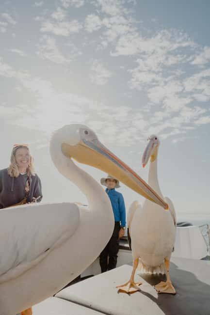 Walvis Bay: Namibian Coast Dolphin Cruise with Light Lunch - Final Thoughts