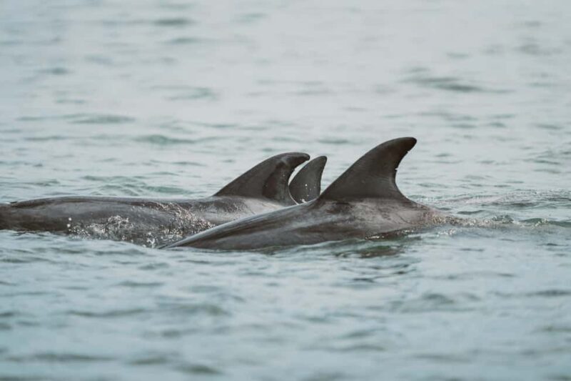 Walvis Bay: Namibian Coast Dolphin Cruise with Light Lunch - FAQ