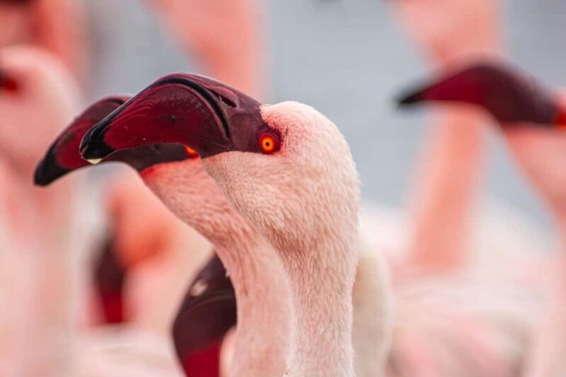 Walvis Bay : Pelican Point Birding and Cape Fur seal tour - The Sum Up