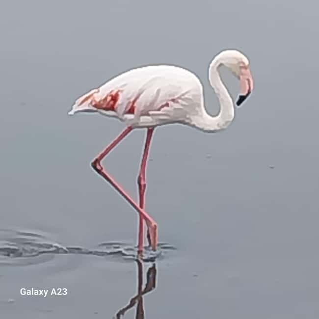 Walvis Bay: Pelican Point Seal and Sandwich Harbour Tour - An In-Depth Look at the Experience