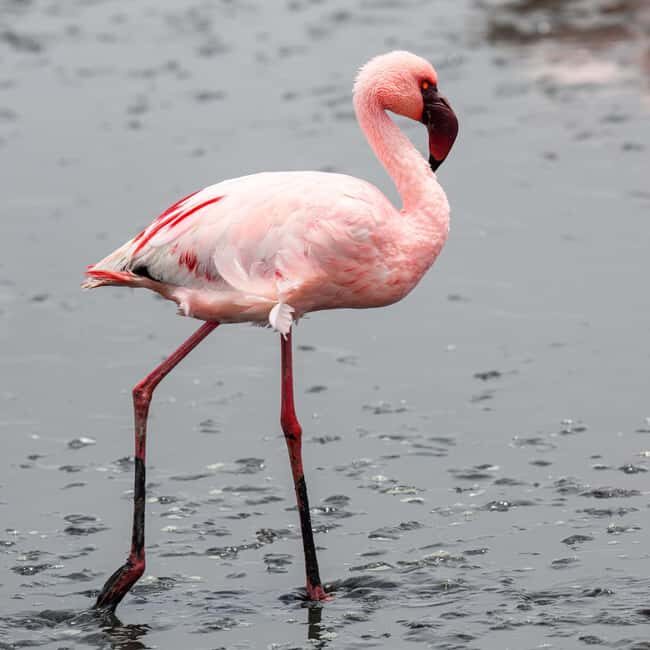 Walvis Bay: Sandwich Harbour Half-Day 4x4 Scenic Excursion - A Closer Look at the Sandwich Harbour Experience