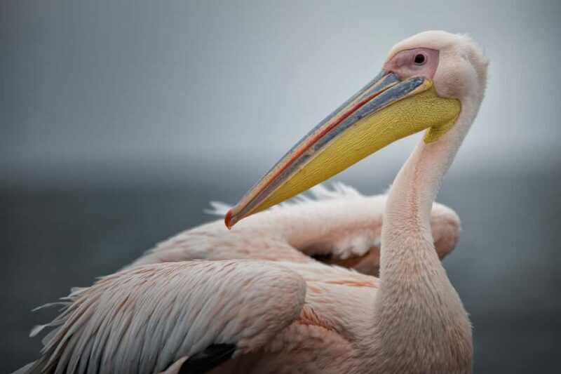 Walvis Bay: Seal Kayaking Adventure with Brunch - Discovering Walvis Bay’s Unique Charm