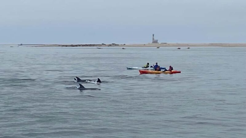 Walvis Bay: Seal Kayaking Adventure with Brunch - Relaxing Beach Time and Marine Wildlife Spotting