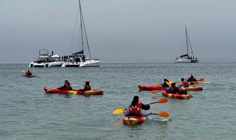 Walvis Bay: Seal Kayaking Adventure with Brunch - Practical Details: What You Need to Know