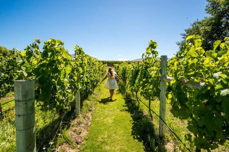 Wanaka: Afternoon Boutique Wine Tour - The Sum Up