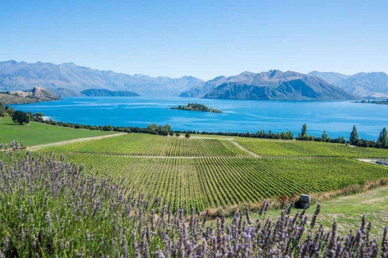 Wanaka: Full Day Classic Wine Tour with Lunch - Who Should Consider This Tour?
