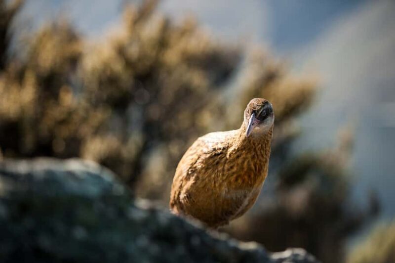 Wanaka: Water Taxi & Mou Waho Island Tour - The Sum Up