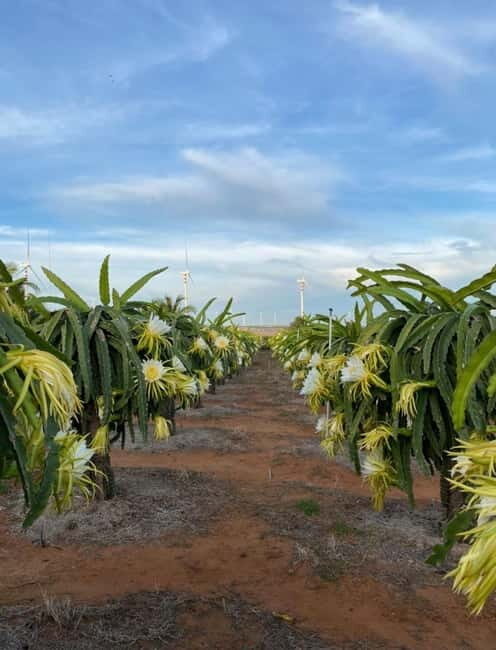 Wanderlust Mui Ne Tour: Sunset or Sunrise Shared Jeep Tour - FAQ