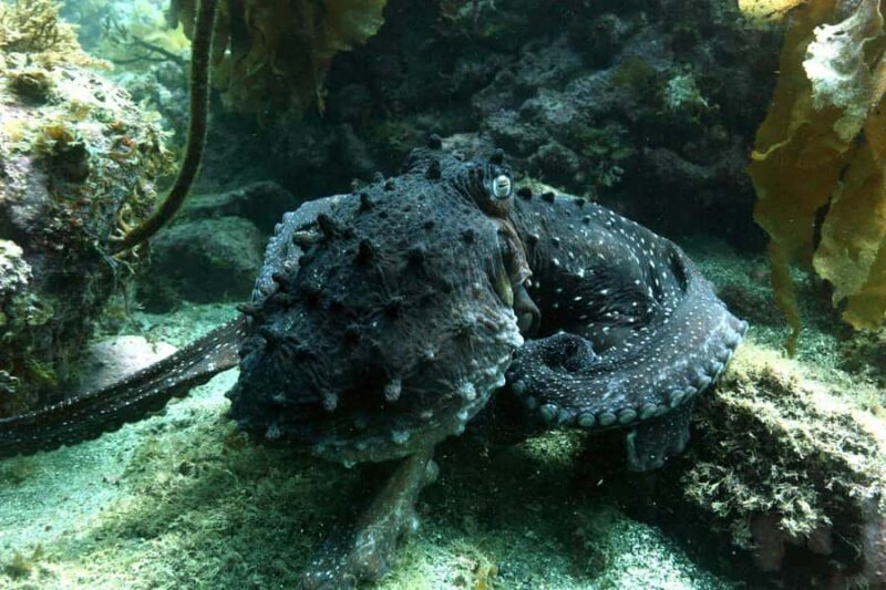 Warkworth: Full-Day Scuba Dive Charter at Hen and Chickens - An In-Depth Look at the Warkworth Dive Charter