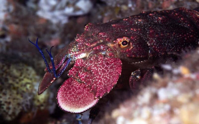 Warkworth: Full-Day Scuba Dive Charter at Hen and Chickens - Final Thoughts