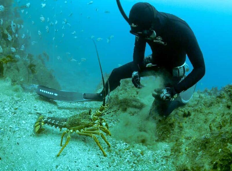 Warkworth: Full-Day Spearfishing Charter - Key Points