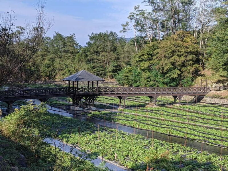 Wasabi Farm Walking Tour with Lunch - Discovering the Daio Wasabi Farm