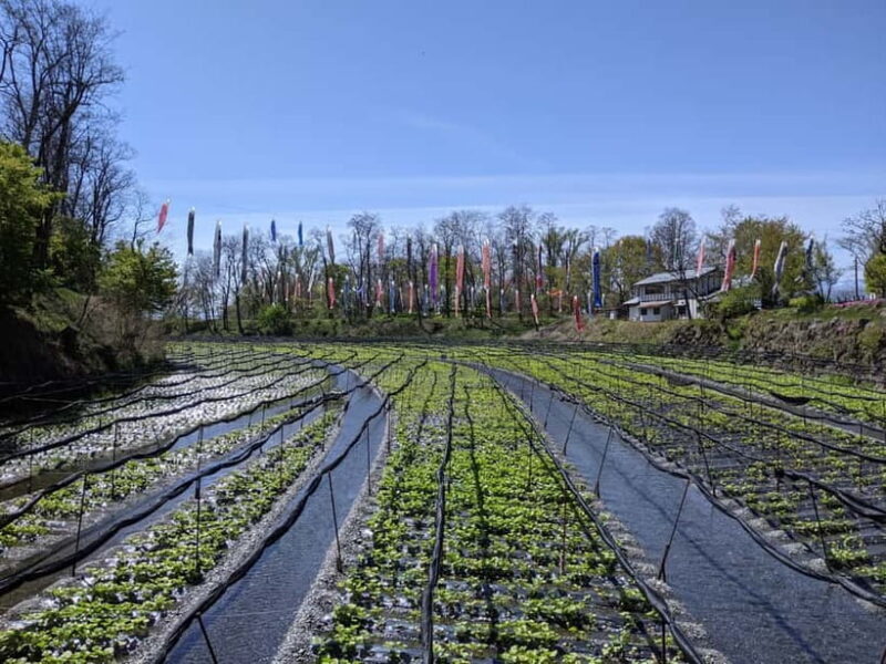 Wasabi Farm Walking Tour with Lunch - Wasabi’s Versatility: Tasting and Buying