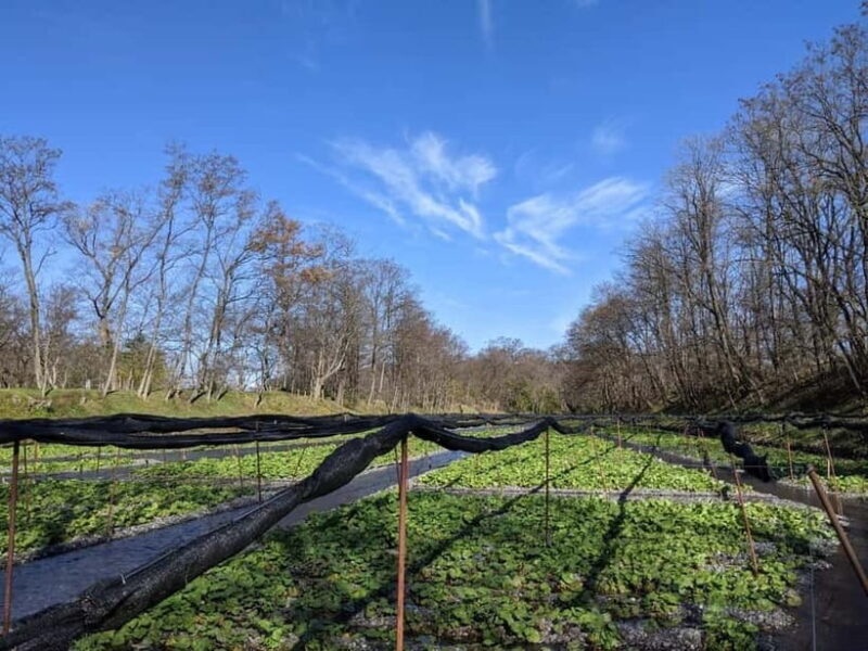 Wasabi Farm Walking Tour with Lunch - Frequently Asked Questions