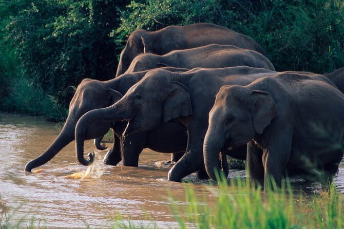Wasgamuwa National Park Entrance Ticket with Private Safari - Exploring the Wonders of Wasgamuwa National Park: A Practical Guide