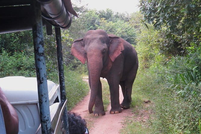Wasgamuwa National Park Entrance Ticket with Private Safari - Frequently Asked Questions