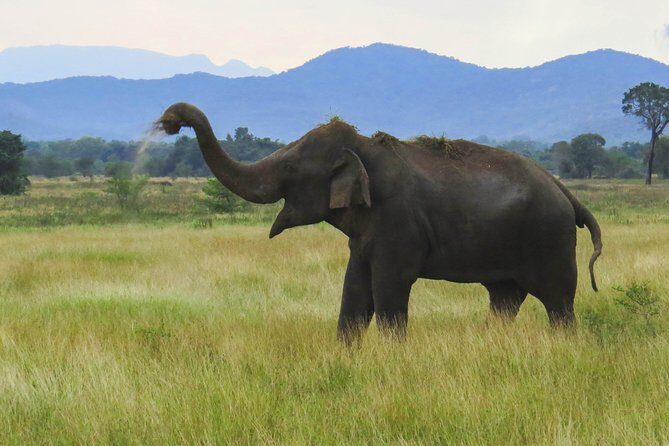 Wasgamuwa National Park Private Safari - In-Depth Look at the Wasgamuwa National Park Safari