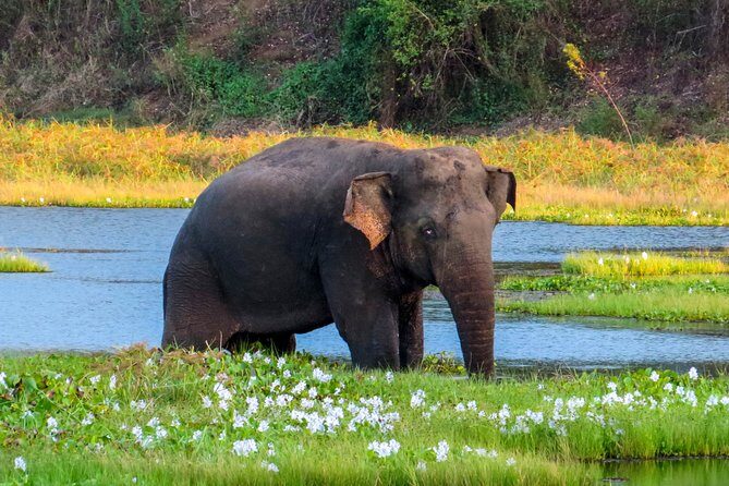 Wasgamuwa National Park Safari - Key Points