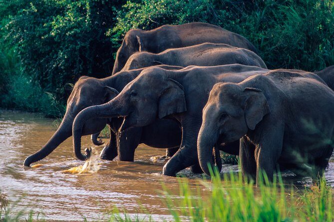 Wasgamuwa National Park Safari - An In-Depth Look at the Wasgamuwa Safari Experience