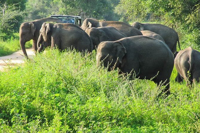 Wasgamuwa National Park Safari - FAQs