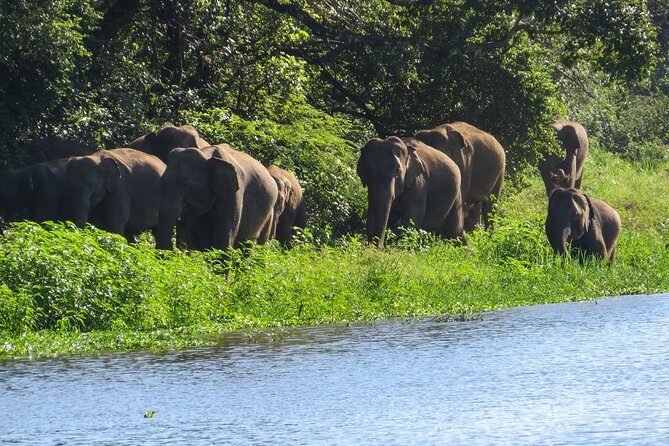 Wasgamuwa National Park Safari - Final Thoughts: Who Will Love This Safari?