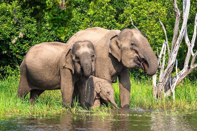 Wasgamuwa National Park Safari | Jeep with Tickets - Discover the Wonders of Wasgamuwa National Park Safari