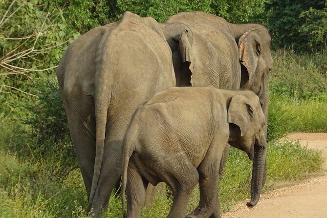 Wasgamuwa National Park Safari | Jeep with Tickets - Key Points