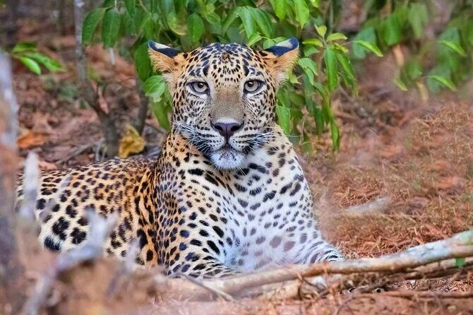 Wasgamuwa National Park Safari | Jeep with Tickets - Who Will Love This Safari?