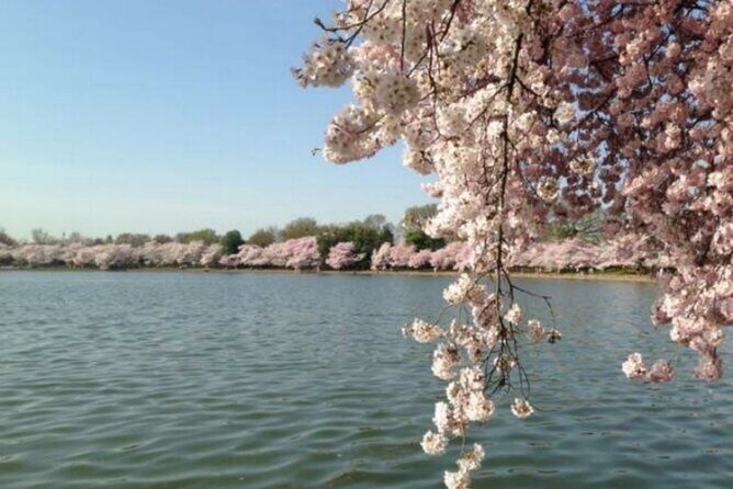 Washington D.C. Cherry Blossom,Baltimore 3-Day Tour from Boston - Transport, Accommodation, and Overall Value
