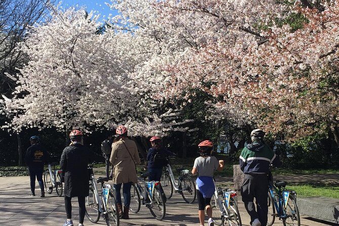 Washington DC Cherry Blossoms By Bike Tour - The Reality of the Experience