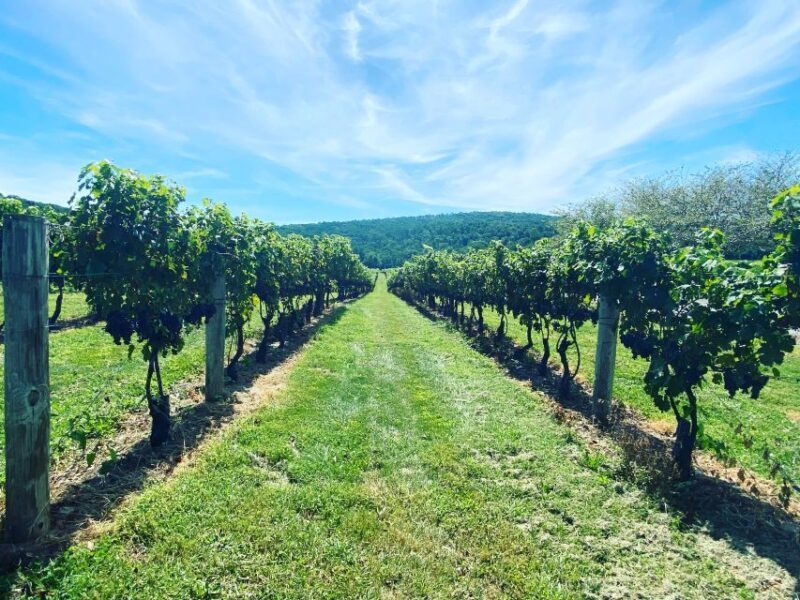 Washington, DC: Virginia Wine Region Experience Tour - Washington, DC: Virginia Wine Region Experience Tour – A Well-Curated Sip Through the Heart of Virginia