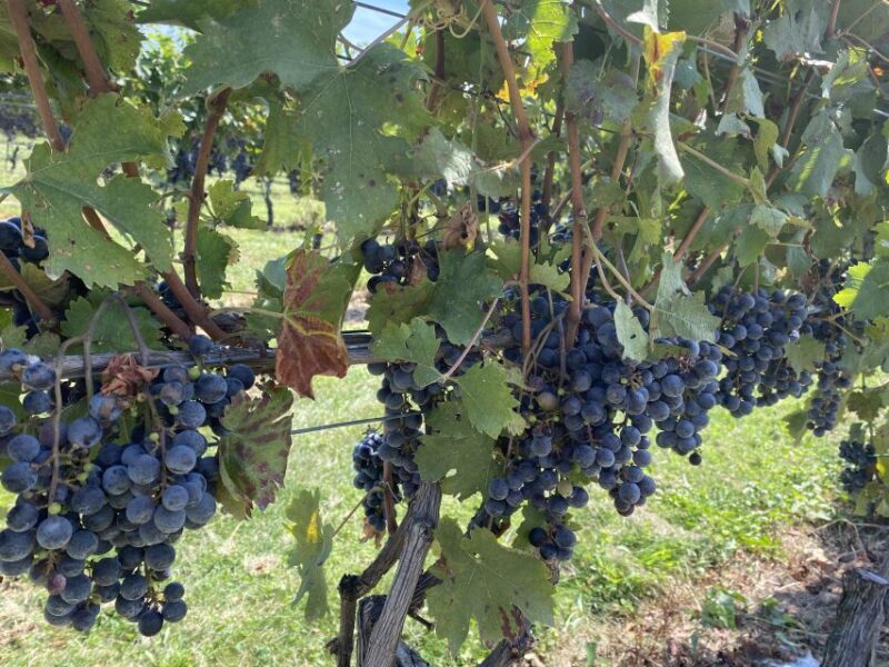 Washington, DC: Virginia Wine Region Experience Tour - A Well-Balanced, Authentic Taste of Virginia