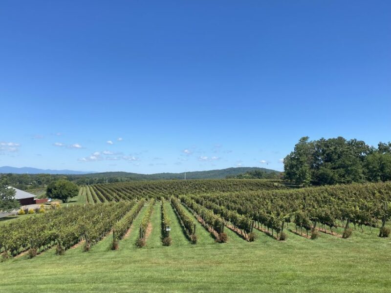 Washington, DC: Virginia Wine Region Experience Tour - In The Sum Up