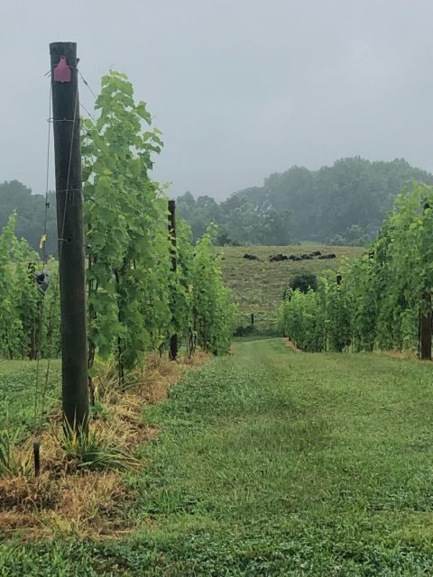 Washington DC: Winery Tour - Breakdown of the Itinerary