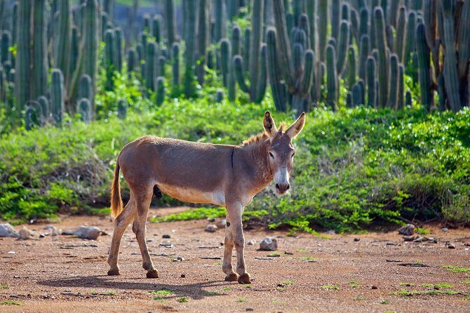 Washington Slagbaai National Park Tour in Bonaire - Pricing and Value