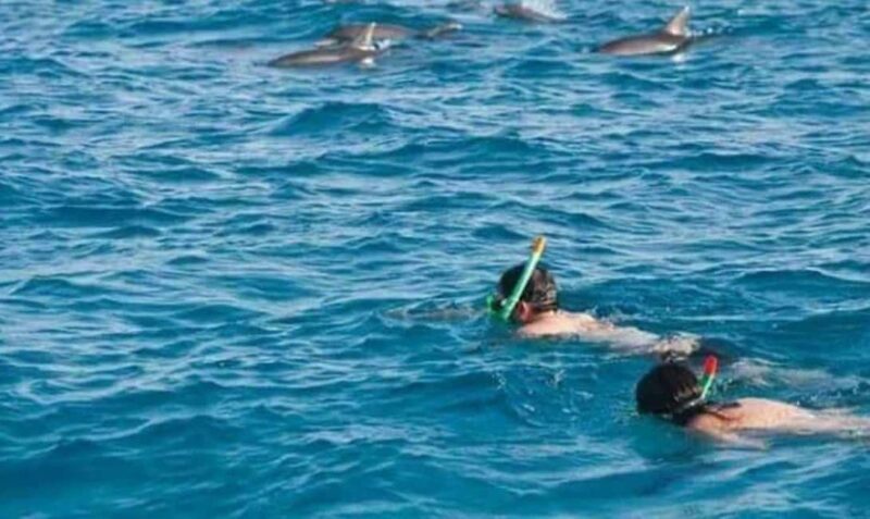 Wasini:, Swimming with the Dolphins - Introduction: What’s in the Box?