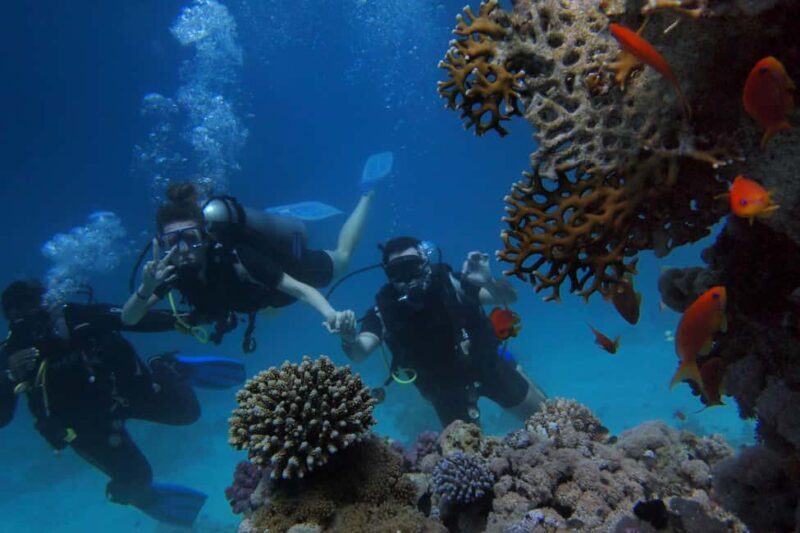Watamu: Dolphin Watching and Snorkeling Boat Tour - An In-Depth Look at the Tour Experience