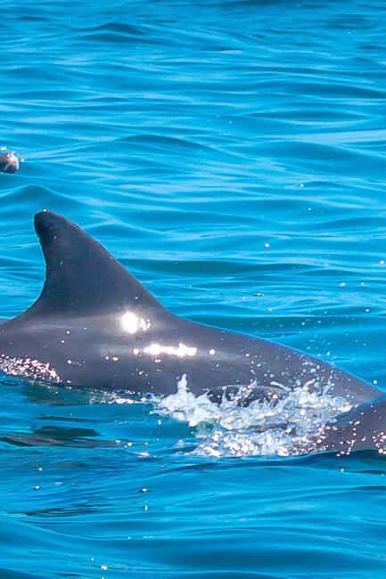 Watamu: Marine Park Snorkeling and Dolphin Spotting Tour - Exploring Mida Creek and Mangrove Views
