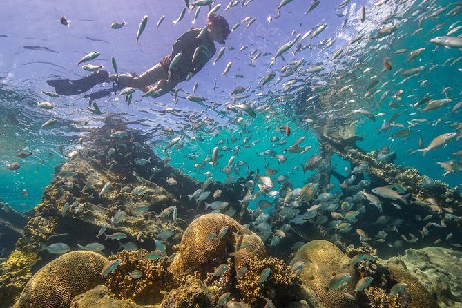 Watamu Marine Park & Sudi Island Mangrove Forest Canoe Ride.With sea food lunch - Snorkeling and Marine Exploration